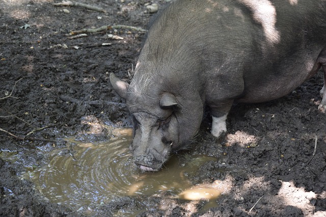 球迷们的期 球迷们的期